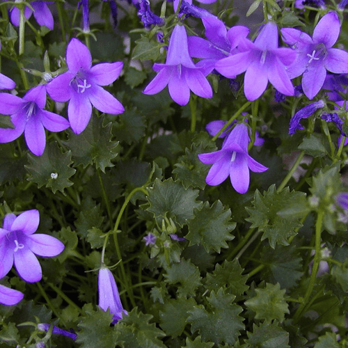 Des images de diffrentes plantes